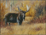 (image for) In the Thicket